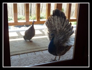 Echo and Timmy