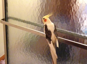 P1000387 ZBird in the Rain Room