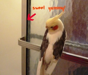 Sweet Yummy Zbird and the Sweet Yummy!