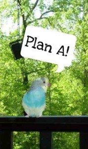 Charlie has Plan A